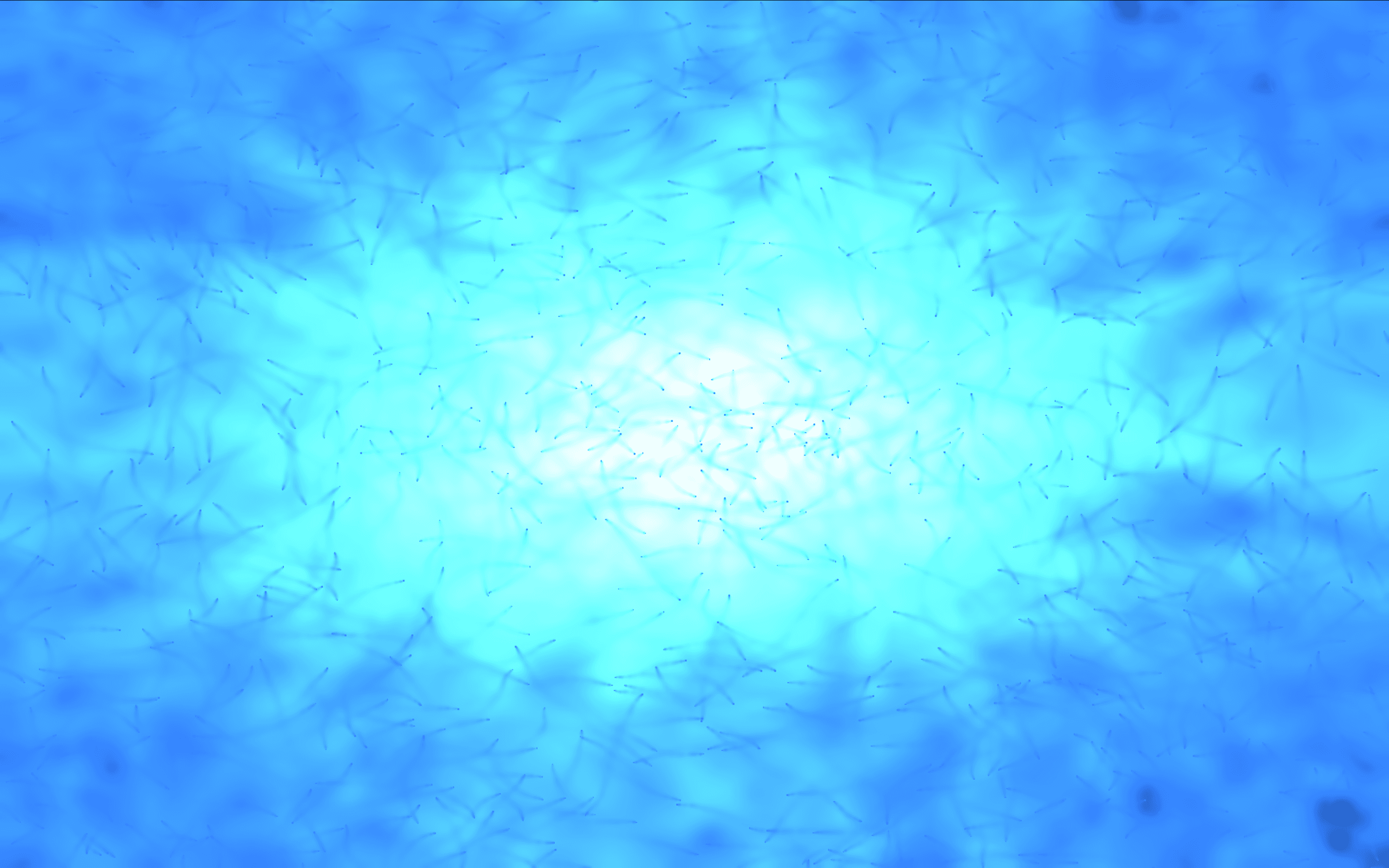 Funga Morpho 2